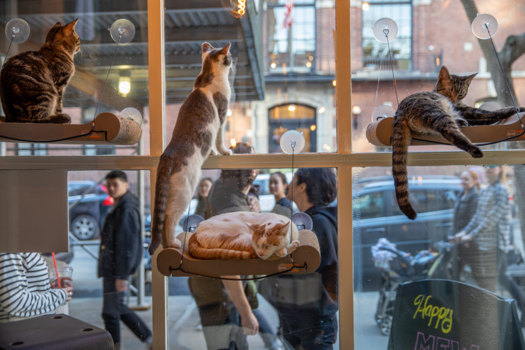 catcafebrooklyn