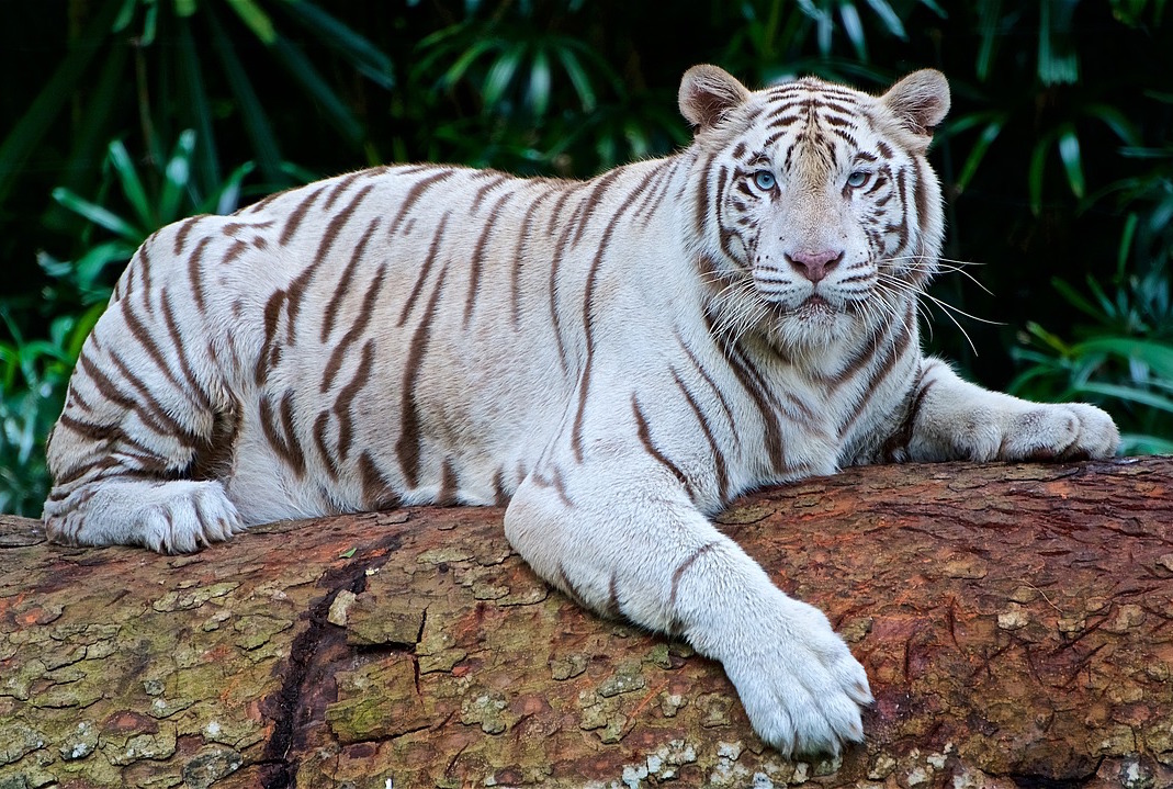 Finally, The US Is Poised To Outlaw Big Cat ‘Ownership’