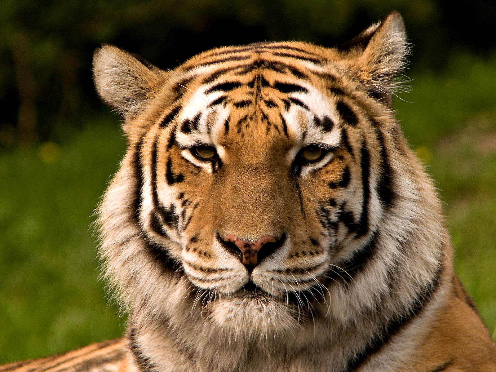 tigerwikicommons