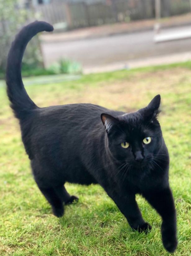 0_PAY-CAT-BURGLAR-Owner-publicly-shames-her-feline-for-stealing-dozens-of-gloves-face-masks-and-even-a