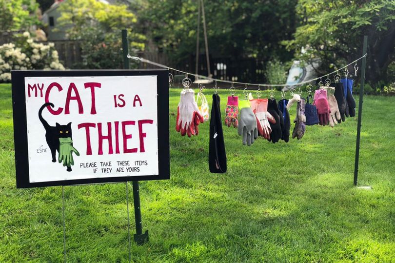 Oregon Cat Is An Accomplished&nbsp;Kleptomaniac