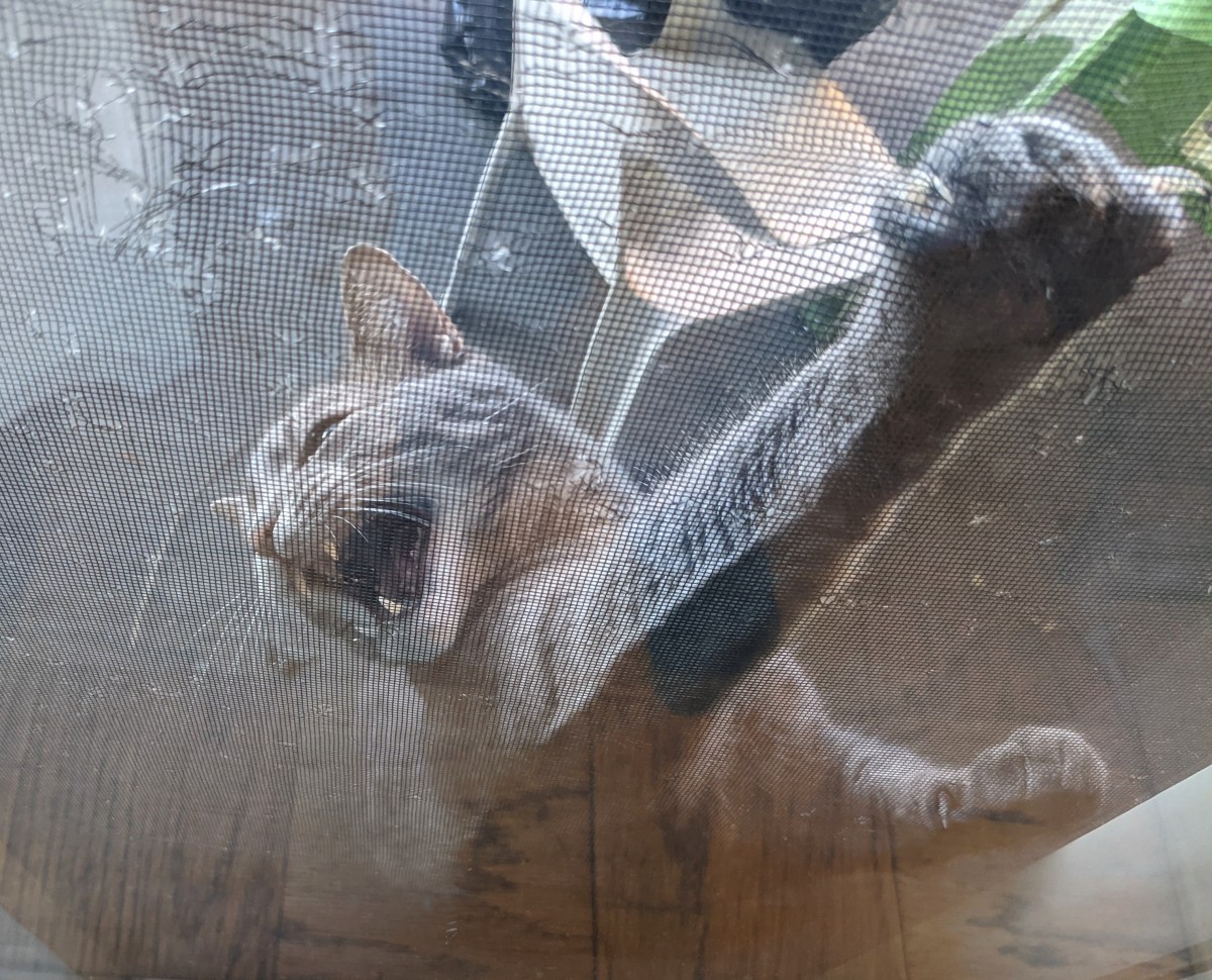 Buddy ‘Declaws’ Himself