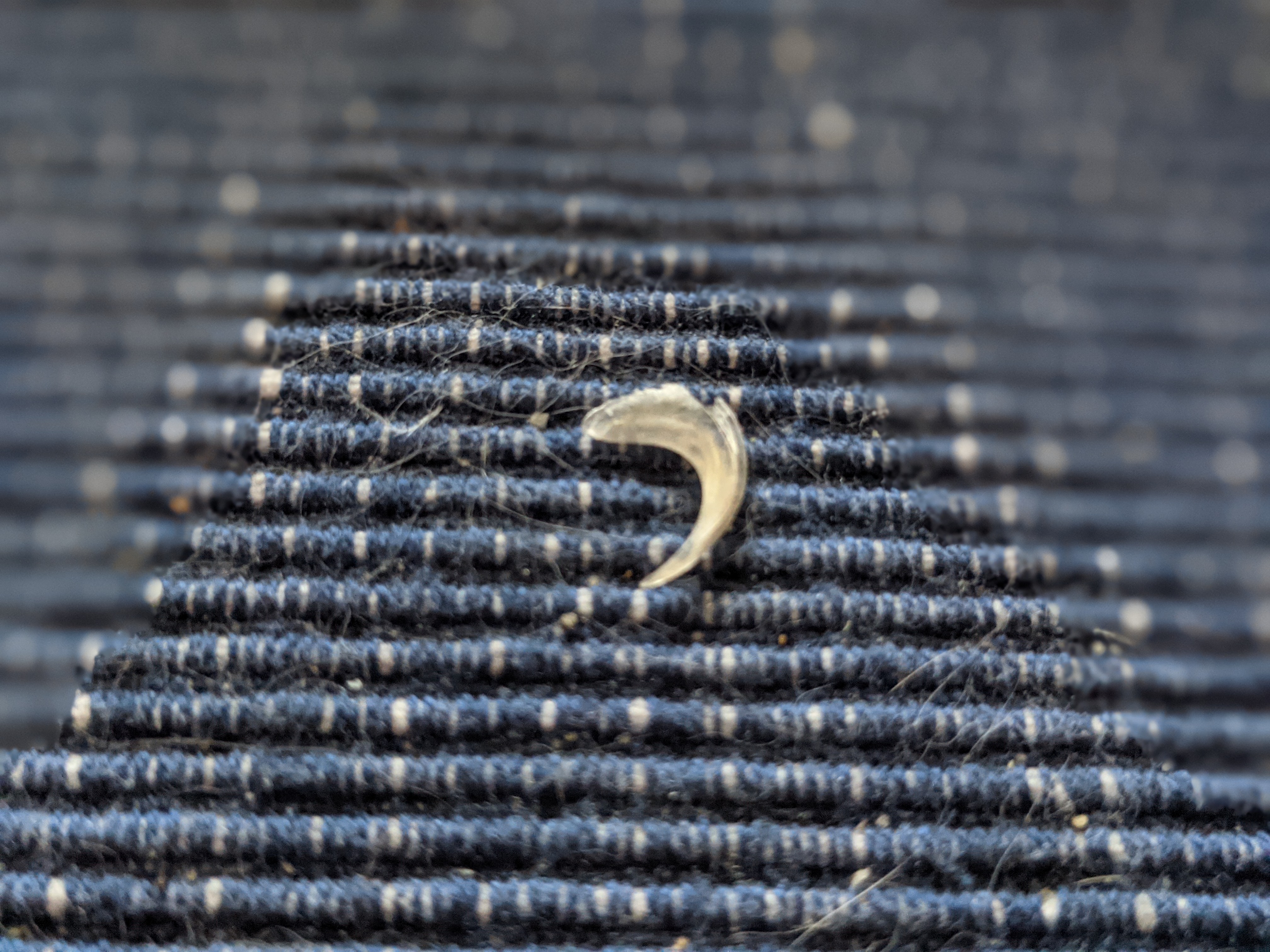 PXL_20210613_222141784.PORTRAIT