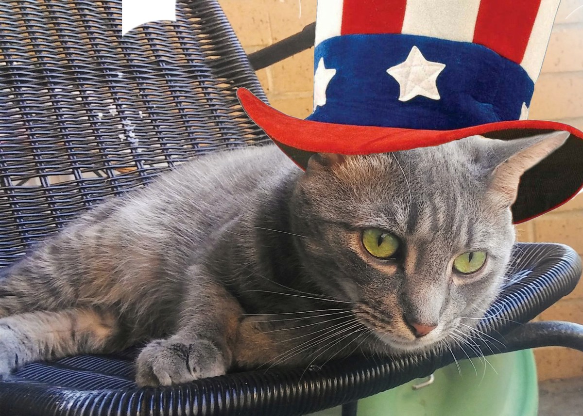 Happy 5th Of July: Buddy Is&nbsp;Back!