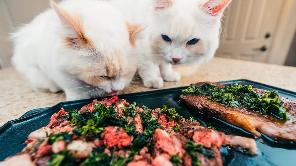 Unlike Other Animals, Cats Always Take The Free&nbsp;Meal