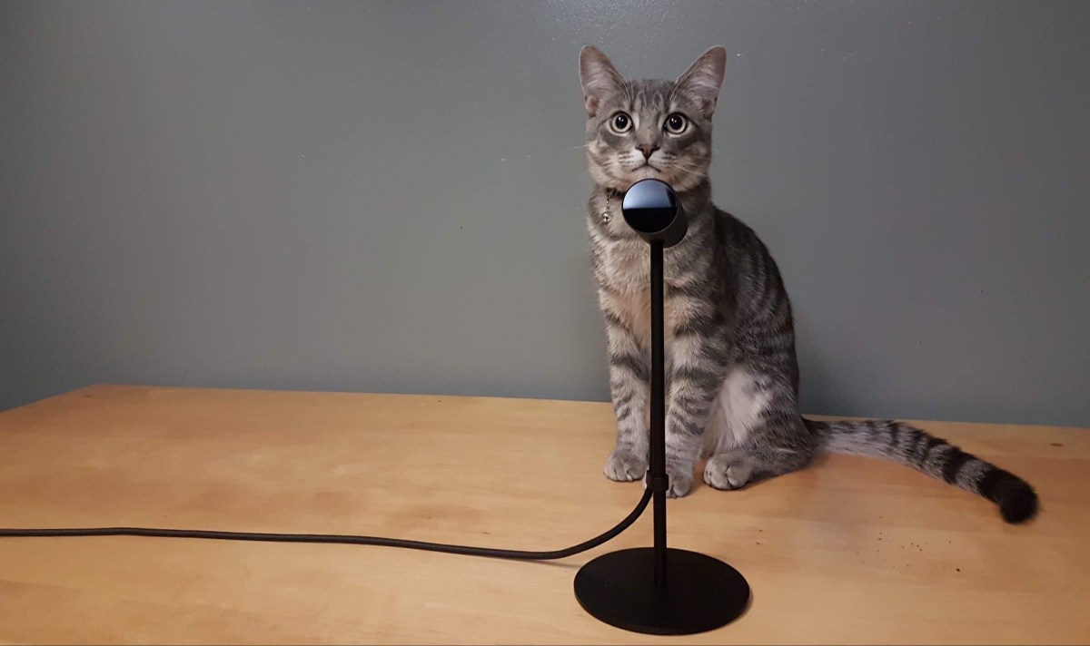 Cats and Stand-Up Comedy: “There’s No Purpose To&nbsp;Cats”