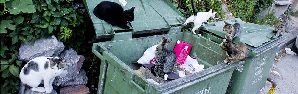 Day Three: Lost, Cold and&nbsp;Hungry