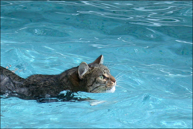 kittyswimming