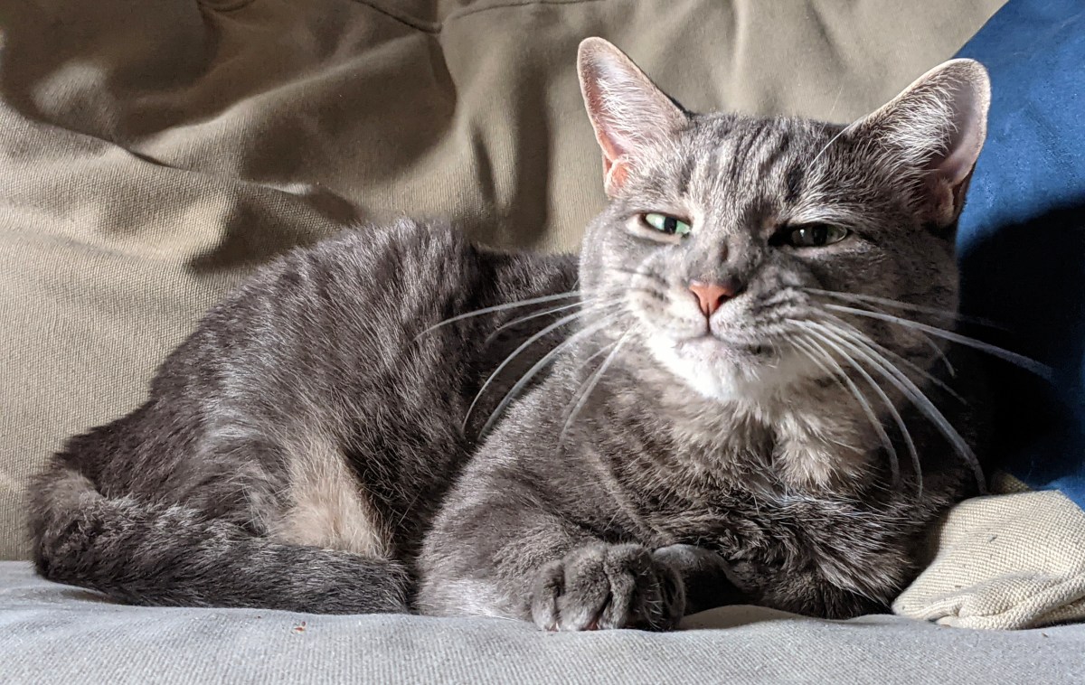 Some People Bestow An Absurd Number Of Nicknames On Their&nbsp;Cats