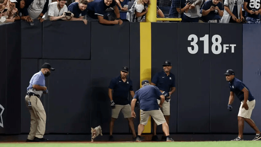 How One Cat Changed The Fortunes Of Two Baseball&nbsp;Teams