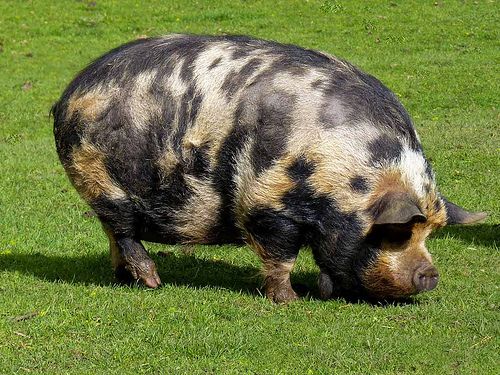 911410d15dad9114e75e8df4ca1a17b7--farm-animals-piggies