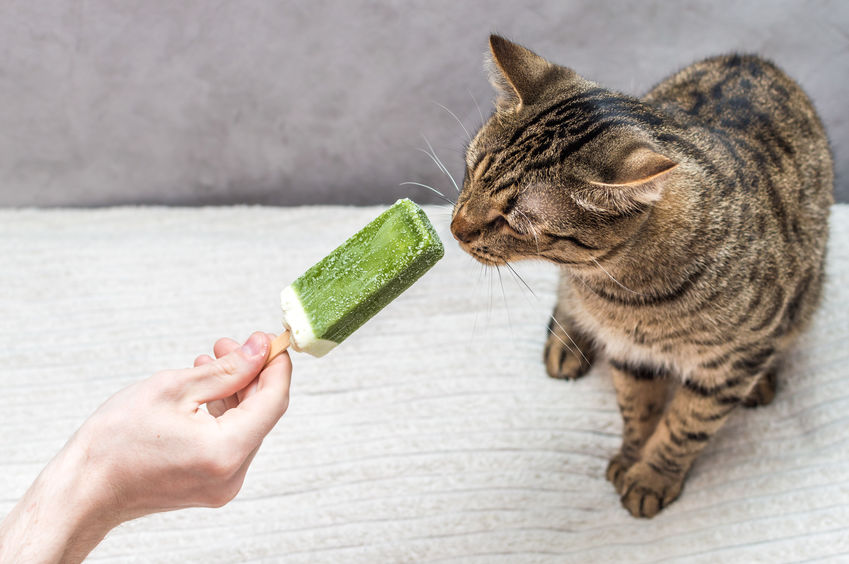 Ice Cream for Cats?