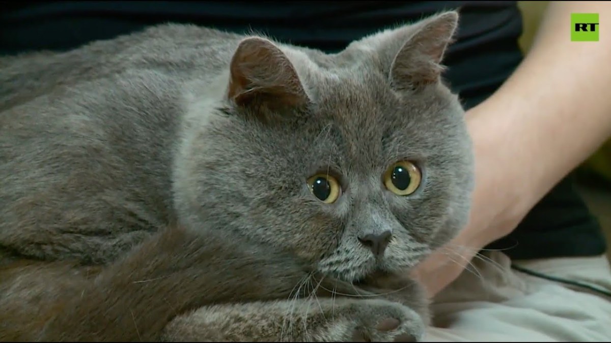 Nursed Back To Health, Rescue Kitten Becomes Garfeldian&nbsp;Superstar