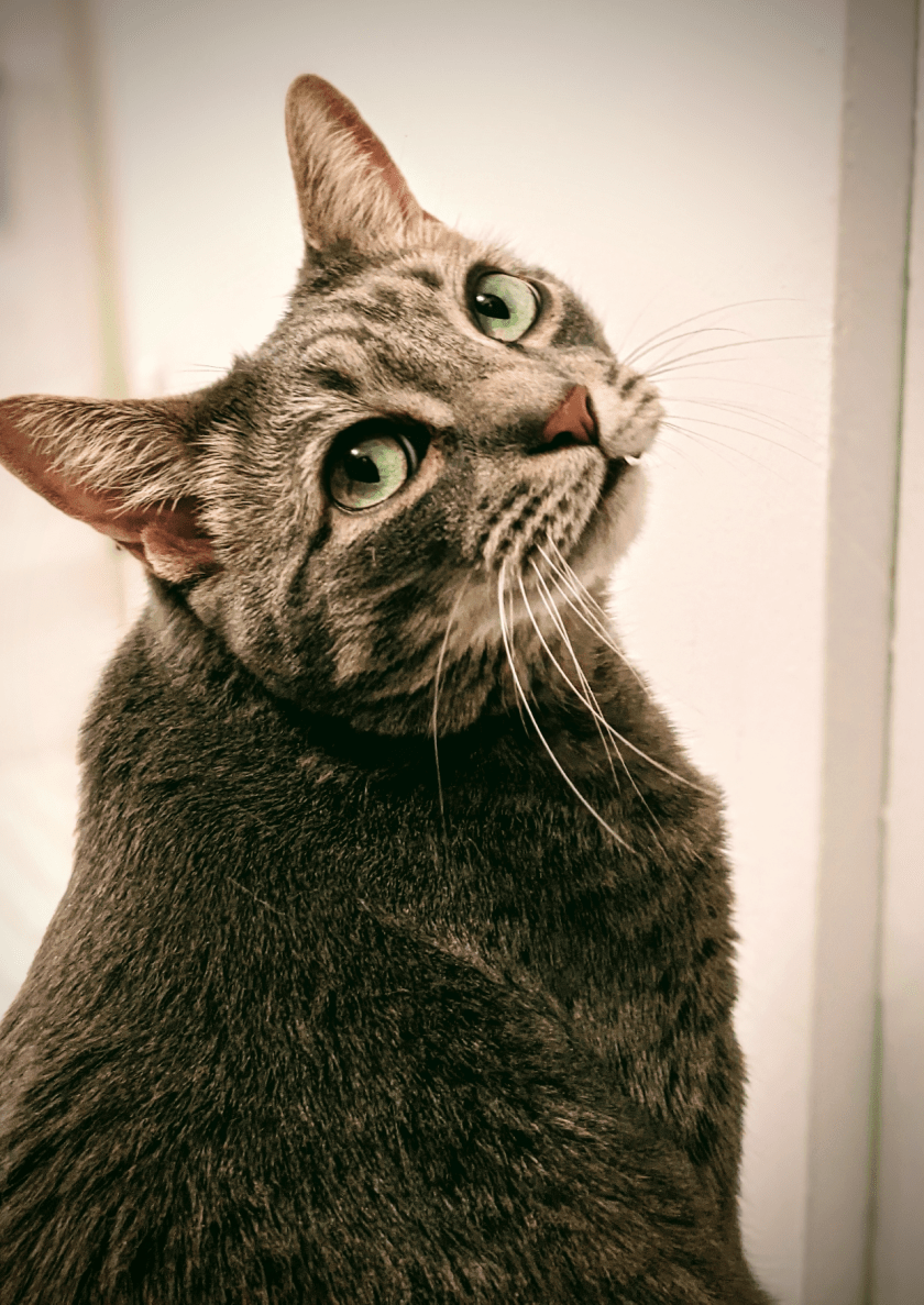 Buddy the Cat: Handsome and Meowscular