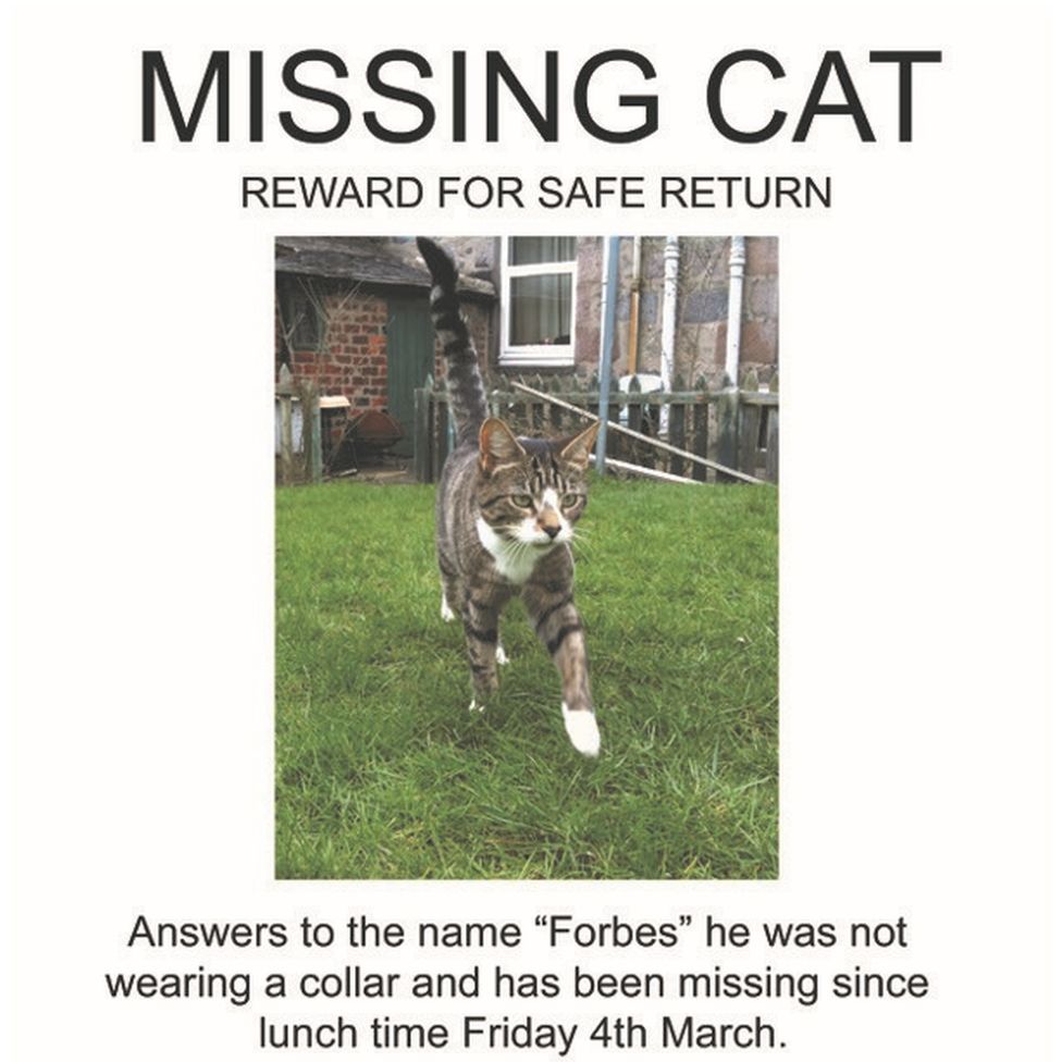 Forbes the cat's missing poster