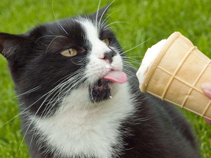 Cats File Discrimination Suit After Ben & Jerry’s Releases Ice Cream For&nbsp;Dogs