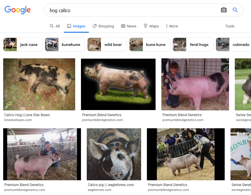 Screenshot 2021-09-03 at 09-29-28 hog calico - Google Search