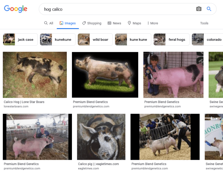 Screenshot 2021-09-03 at 09-29-28 hog calico - Google Search