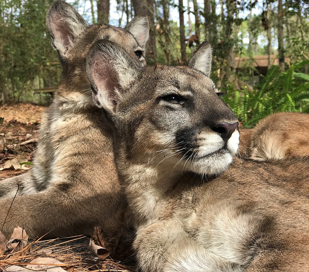 1024px-Florida_panther_kittens