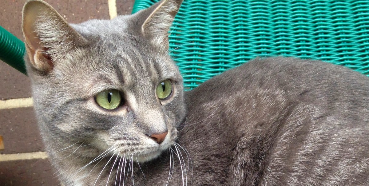 Dear Buddy: Why Do Cats Follow Their Humans&nbsp;Around?