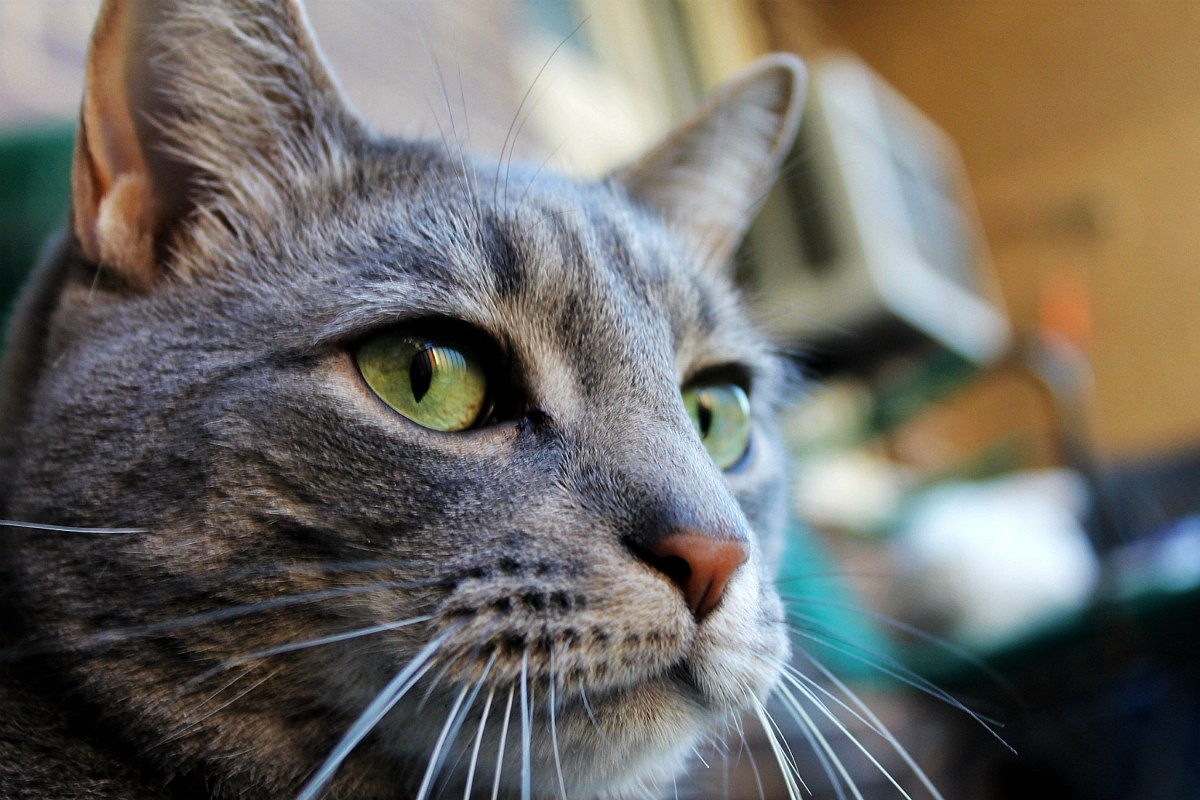 Looks Like Bud’s Got Feline&nbsp;Acne