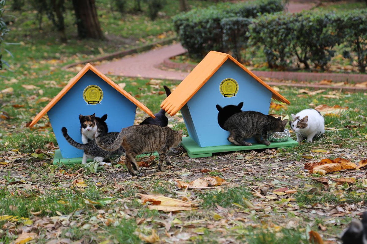 Istanbul cat houses