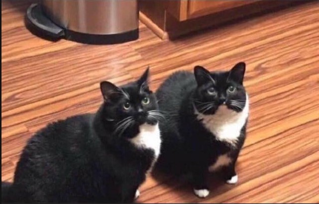 Does Your Cat Have A&nbsp;Doppleganger?