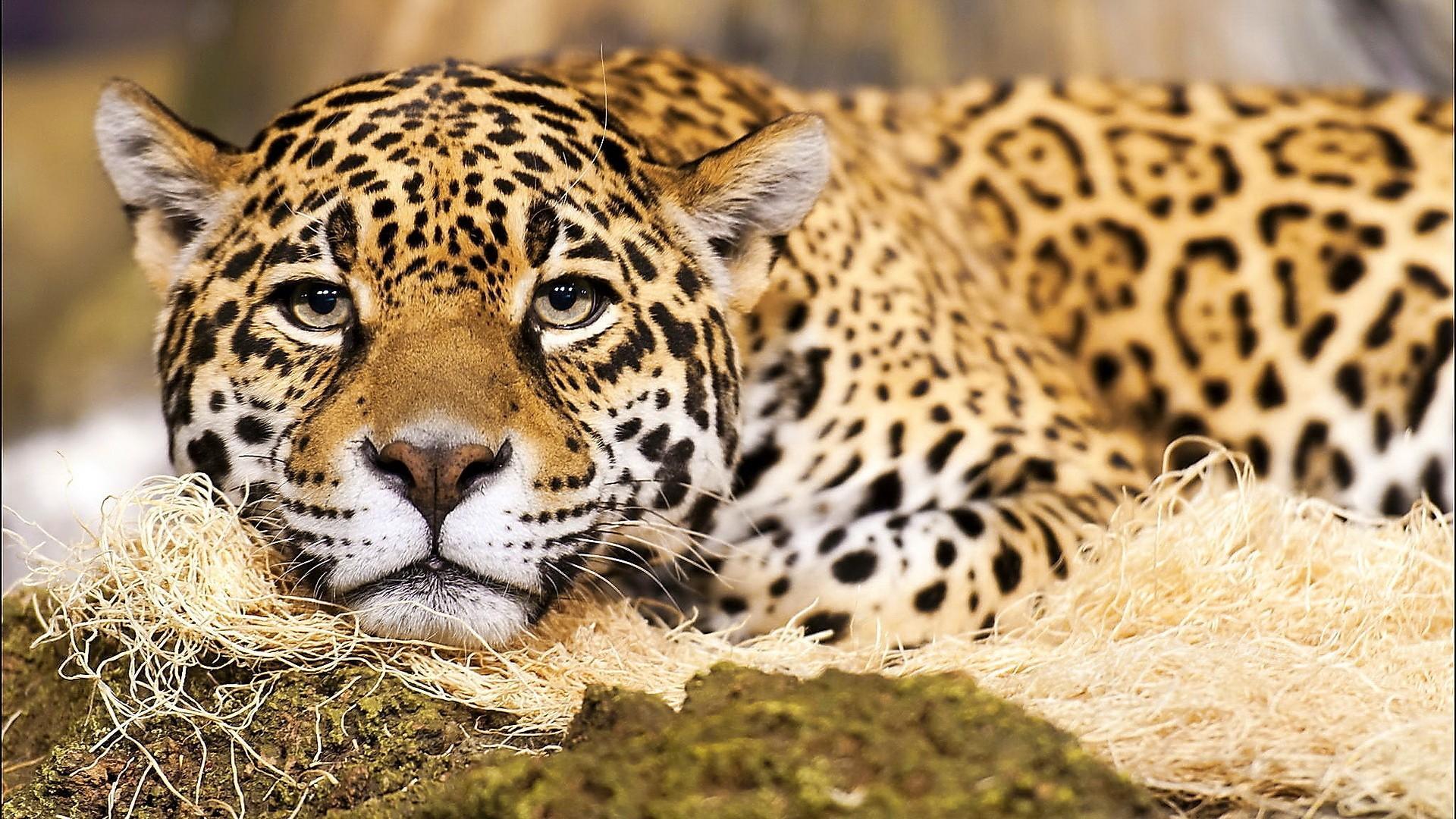 jaguar-big-cat