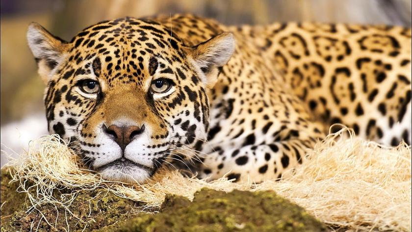 jaguar-big-cat