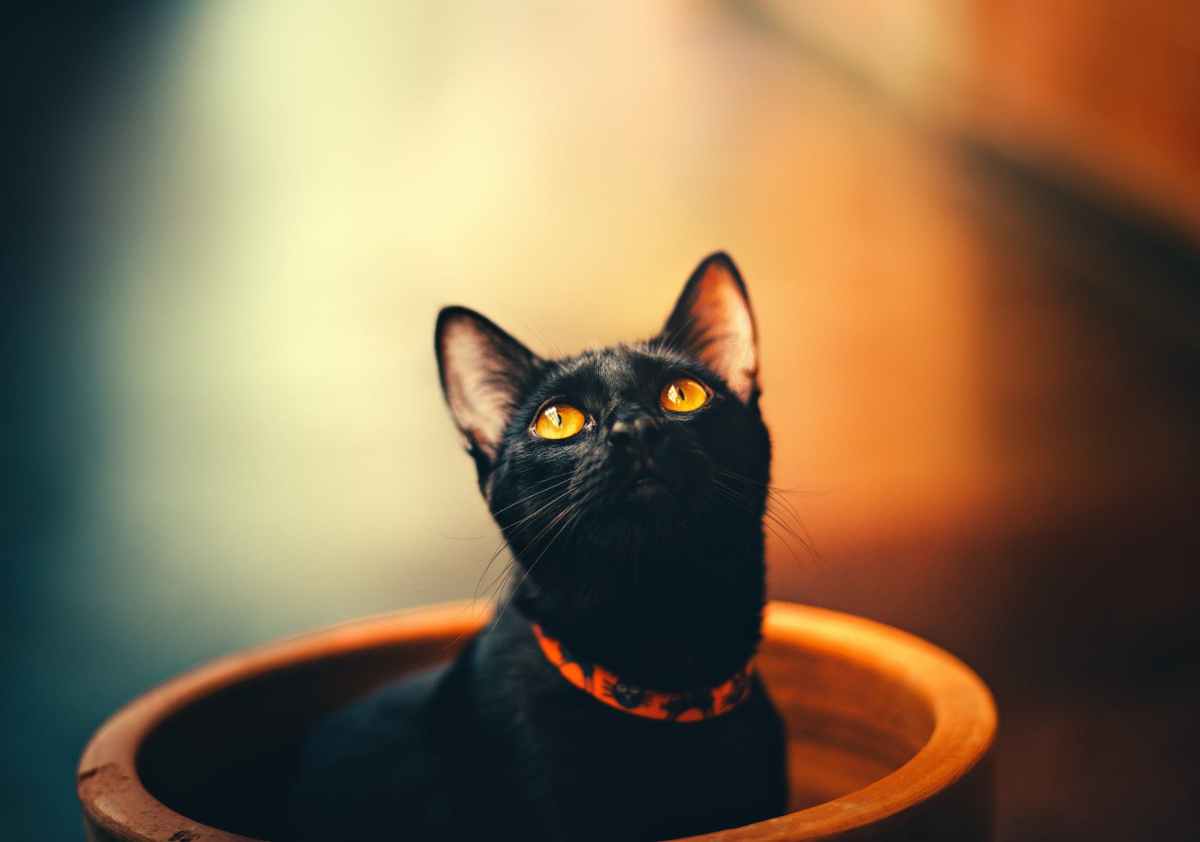 Why Do Some Shelters Refuse To Adopt Out Black Cats In&nbsp;October?