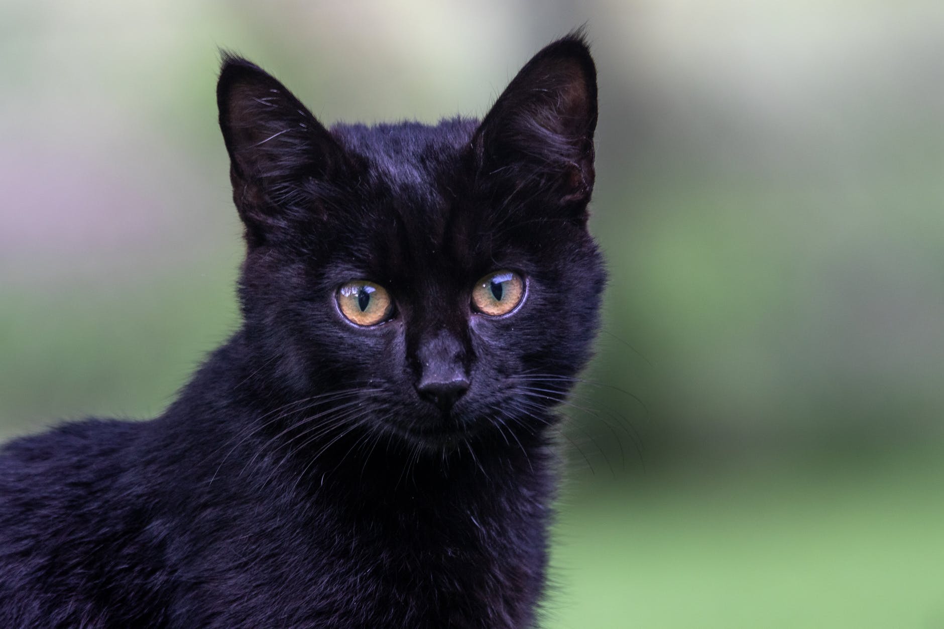 close up shot of a black cat