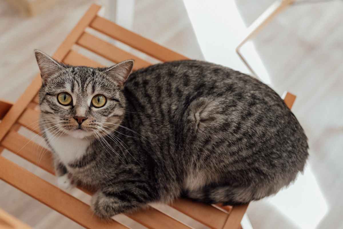 Going To Asia? Leave Your Pets At Home, Plus: Aussie Former Soldier Pleads In Shelter&nbsp;Assault