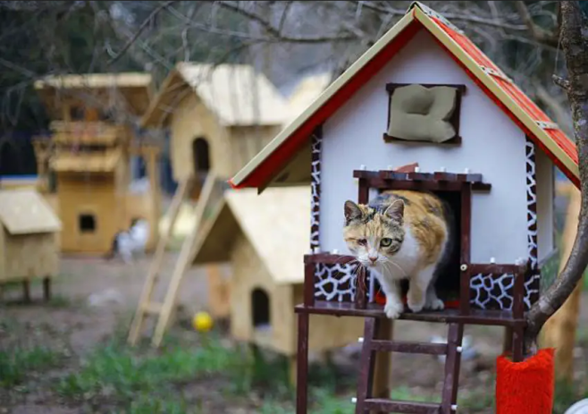Cat house Turkey
