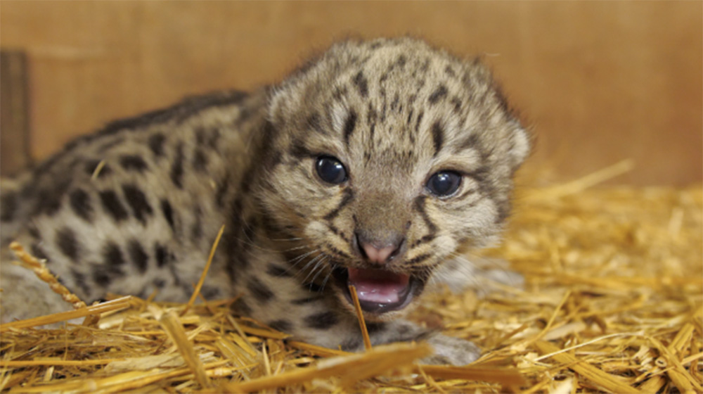 Sunday Cat Round-Up: Sanctuary Welcomes Baby Snow Leopard, ‘Two-Face’ Cat Goes&nbsp;Viral