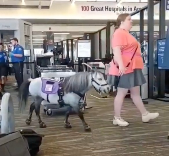 An "emotional service horse"