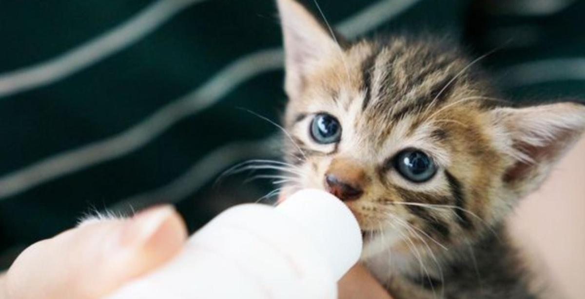 This Is Why We Can’t Have Nice Things: Woman Breastfeeds Cat On&nbsp;Flight