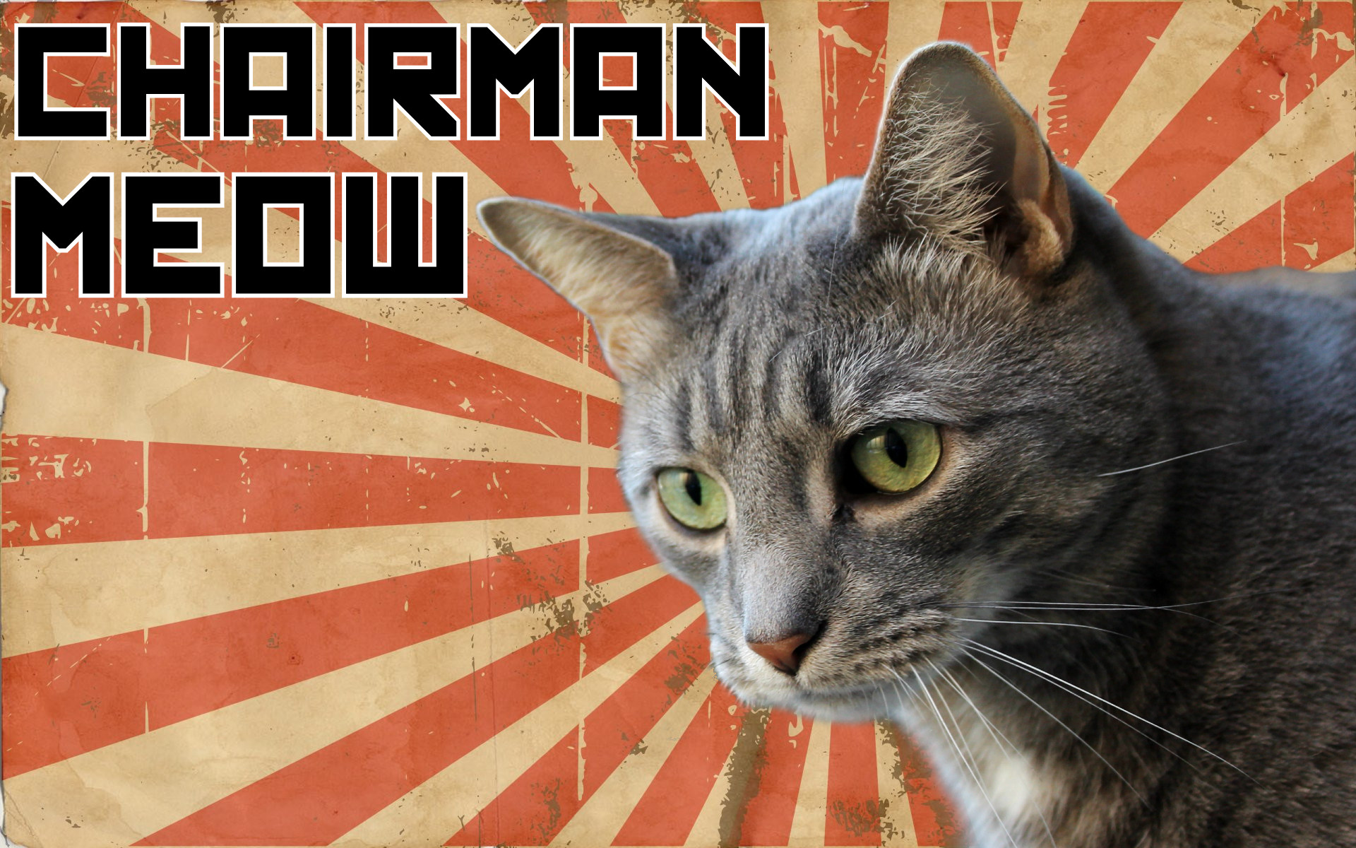 chairmanmeow3