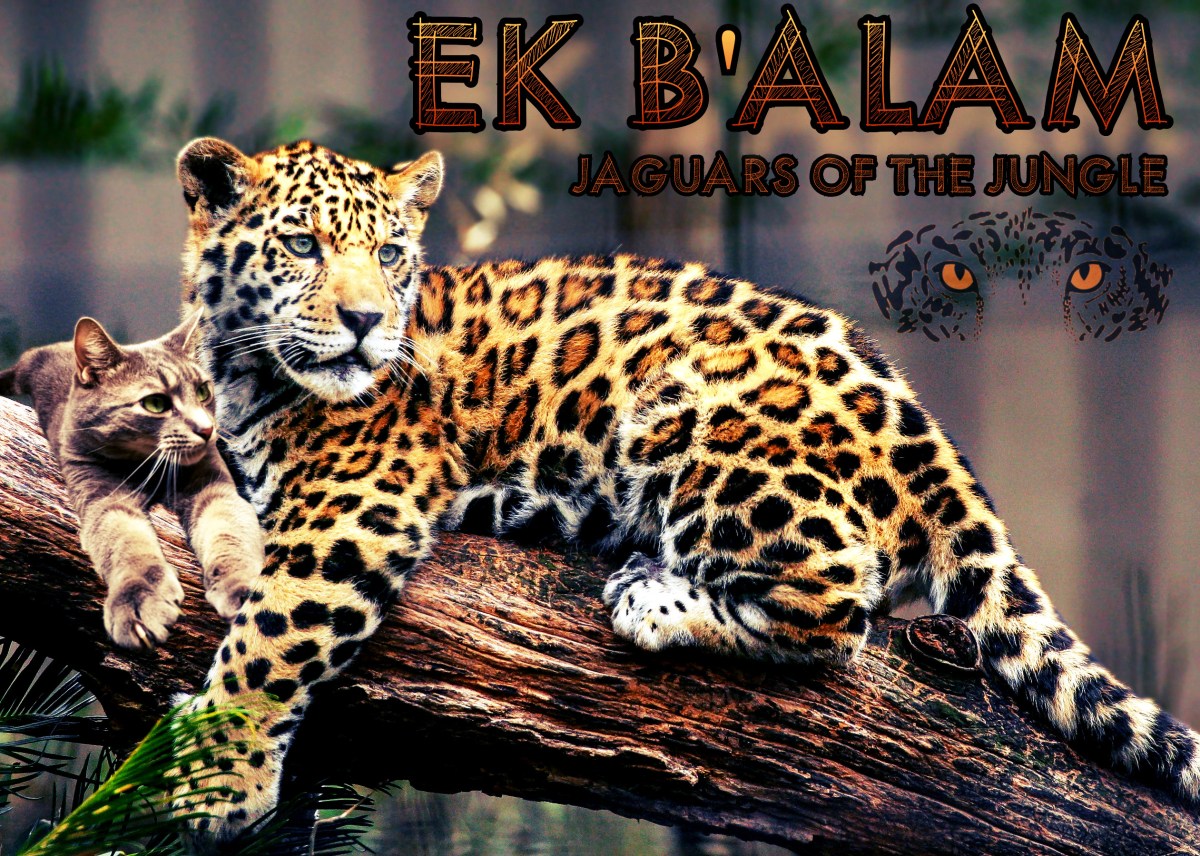 Buddy Condemns Scientists Who Claim Cats Are&nbsp;Psychopaths