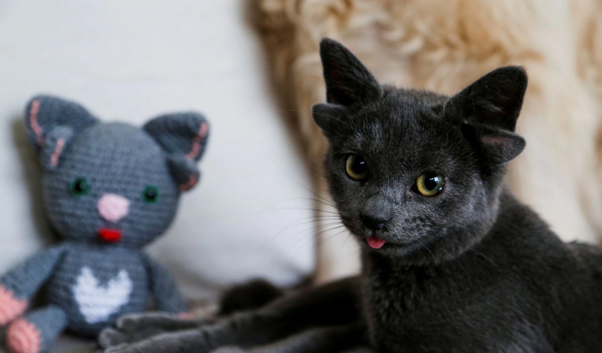 Sunday Cats: Moggie Chases Off Coyote, Sick Cat Enjoys Spa Time, Plus A 4-Eared&nbsp;Kitty!