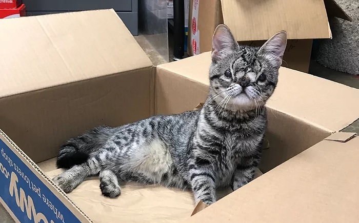 Shelter Has Received ‘Zero Applications’ For Kaya The Kitten, Who Needs A&nbsp;Home