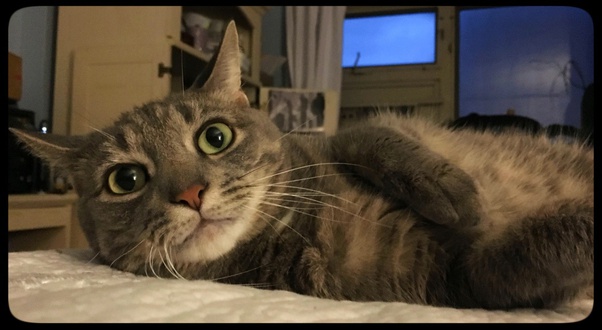 For Some Cats, Food Shortages Mean Hardship and&nbsp;Starvation