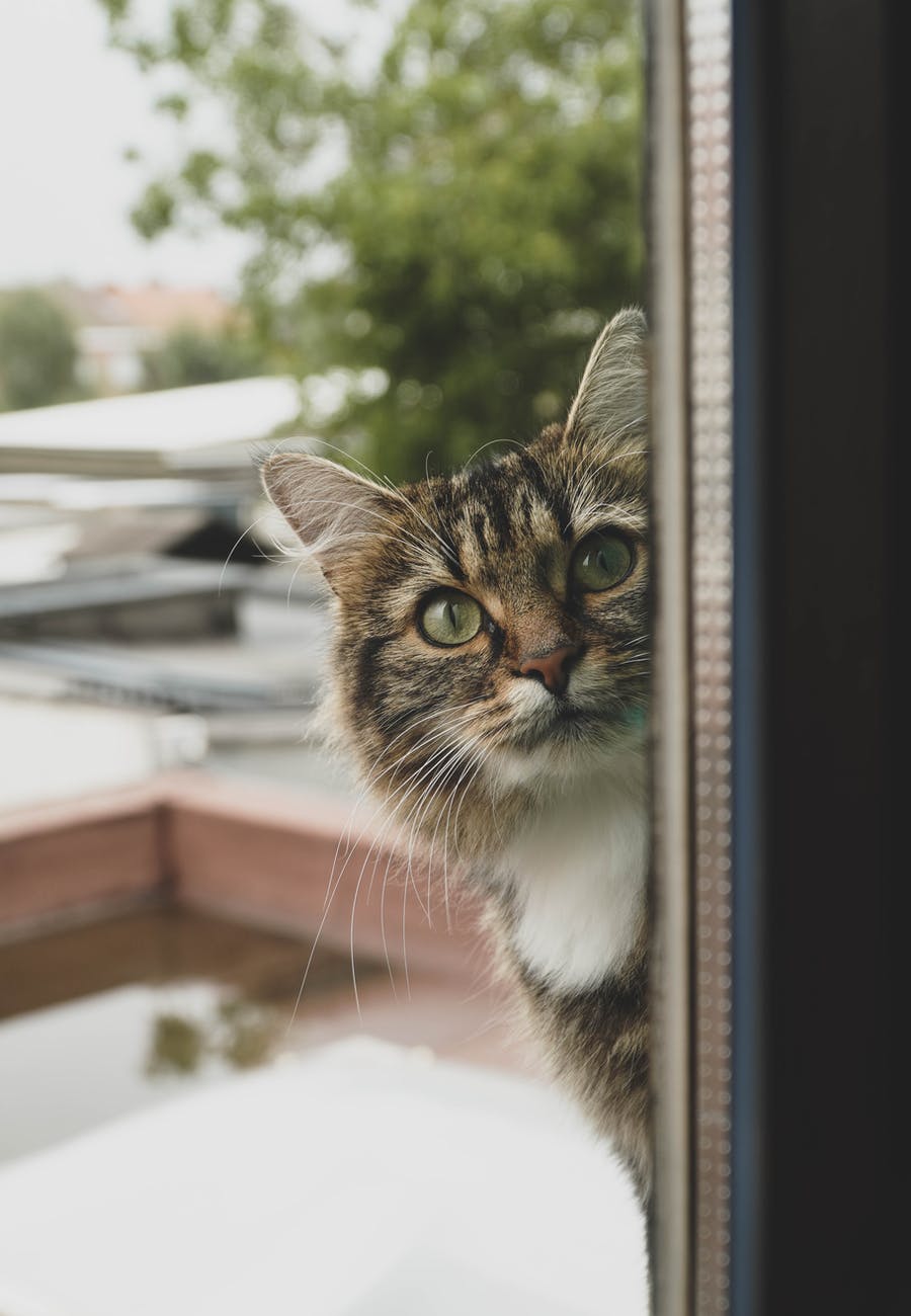 Cats Know Where We Are Even If It Seems Like They’re Not Paying&nbsp;Attention