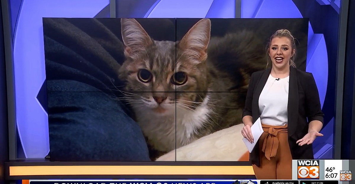 ‘Wonder Cat’ Survives 6 Weeks Trapped In Box&nbsp;Spring