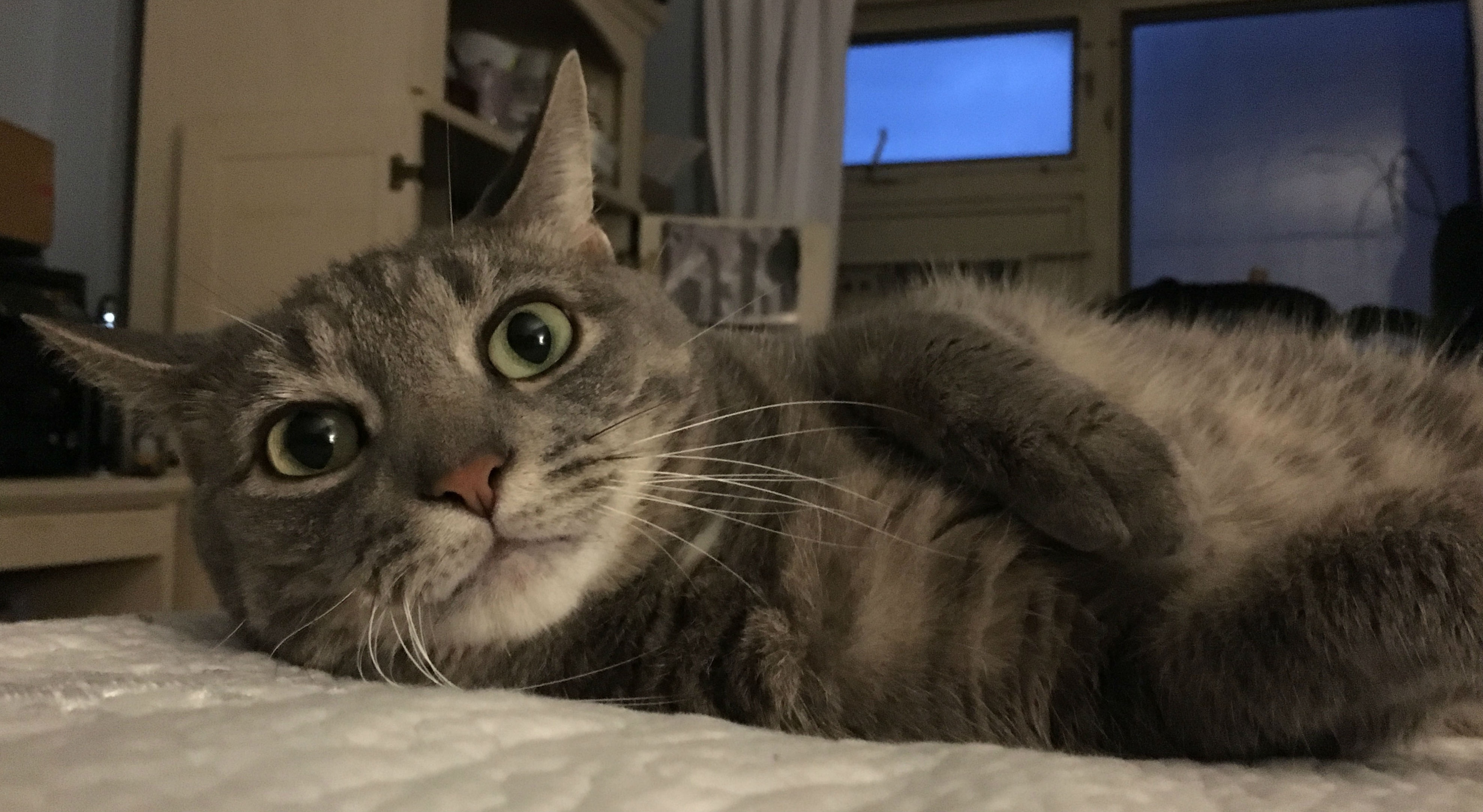 Buddy the Handsome Cat