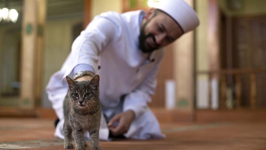 Iran’s Theocrats Want To Ban Cats, Dogs and Other&nbsp;Pets