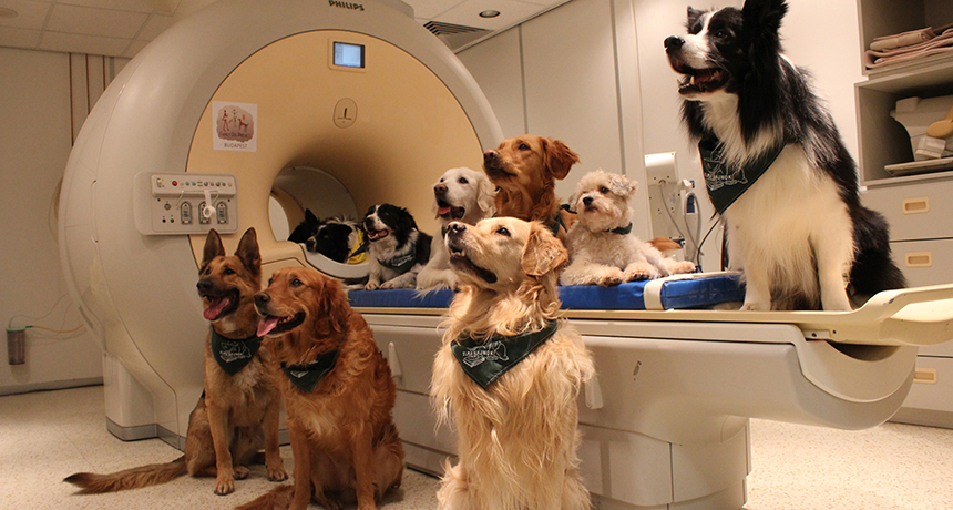 dogsinmri
