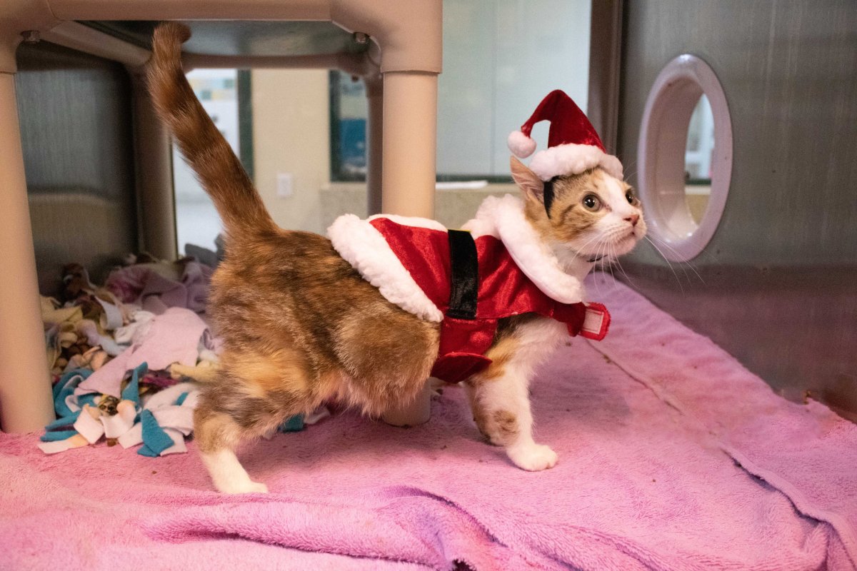 Sunday Cats: ‘Christmas Cats’ Rescued From Hoarders Need Homes, PLUS: Epic Workplace Cat&nbsp;Battle!