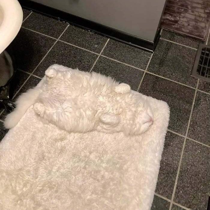 Where's The Cat?