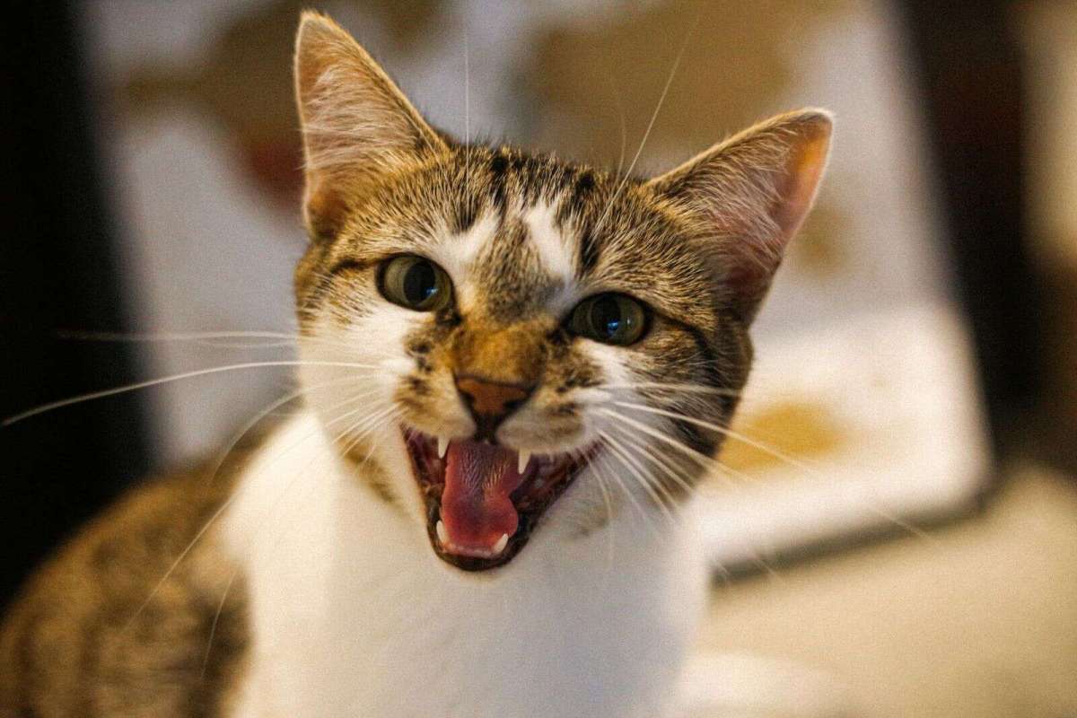 Can Cats Talk? These Researchers Think They&nbsp;Can