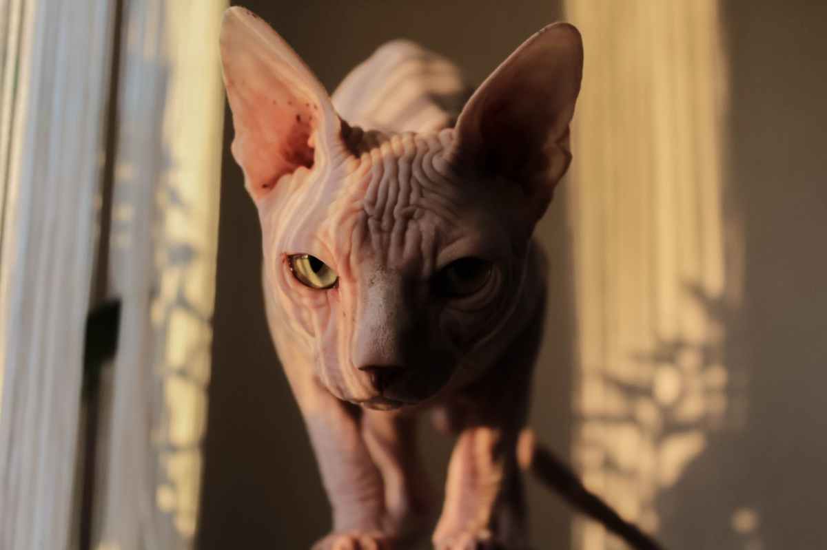 UPDATE: Airline Investigates Cat Breastfeeding Incident, Flight Attendant Speaks&nbsp;Out